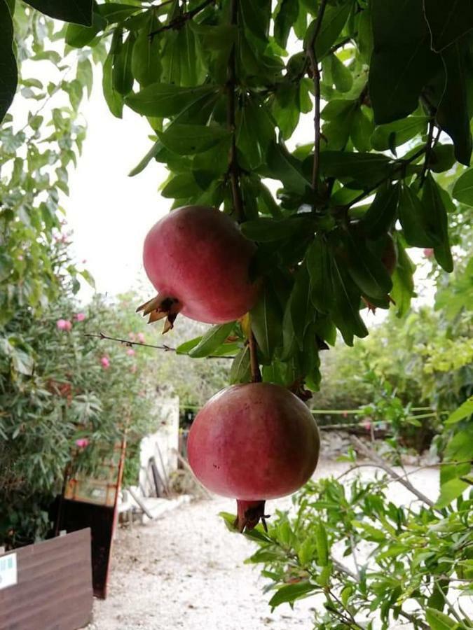 Loxandra Inn Kathikas Dış mekan fotoğraf